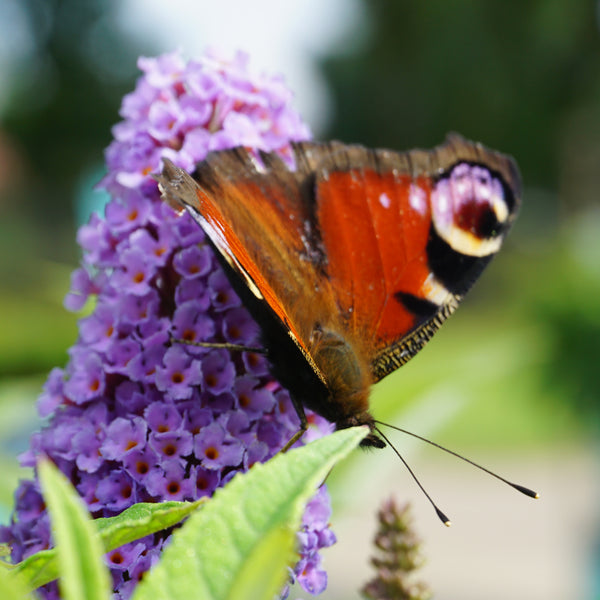Sommerflieder 'Violet Copper'® mit Schmetterling