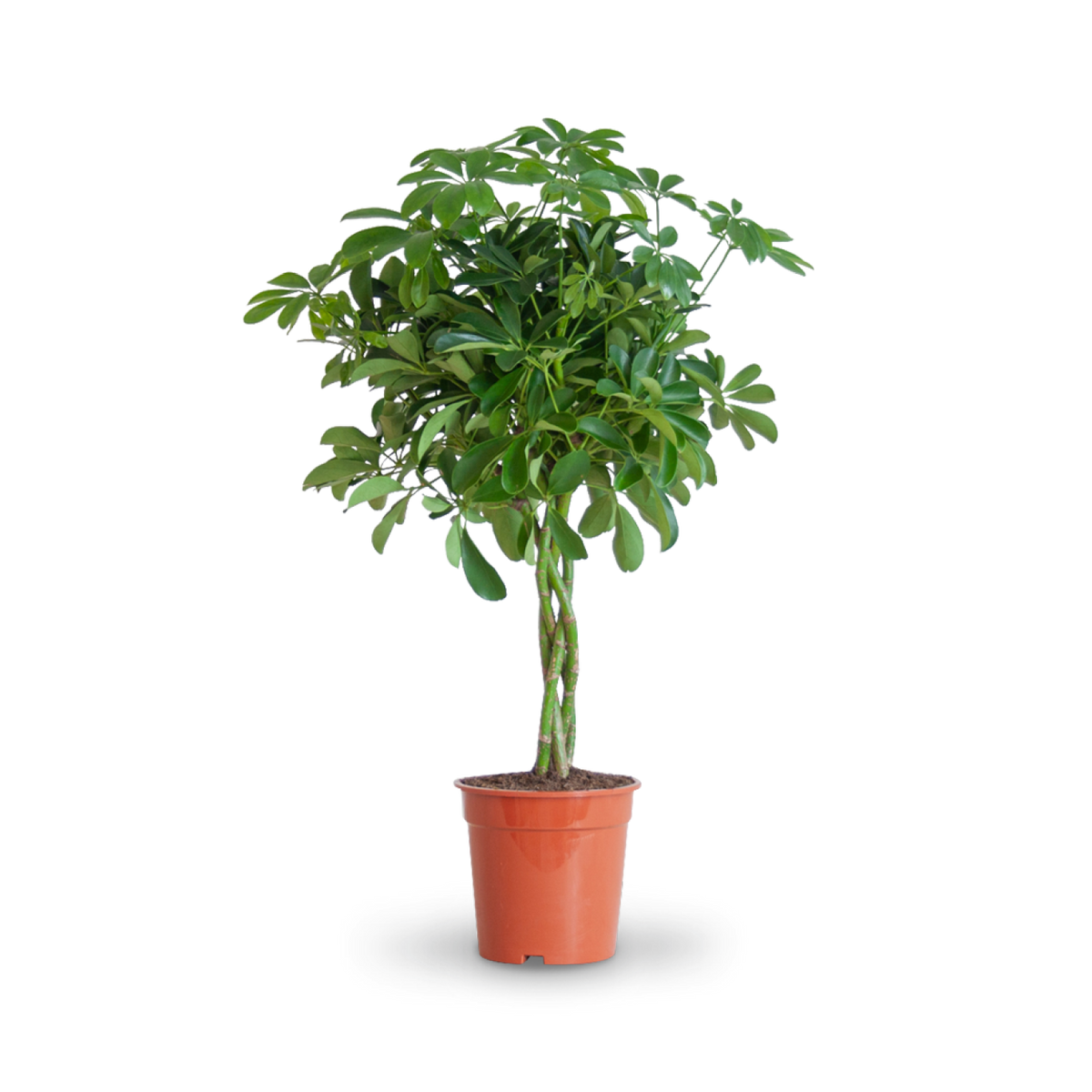 Plantura Strahlenaralie 'Nora'