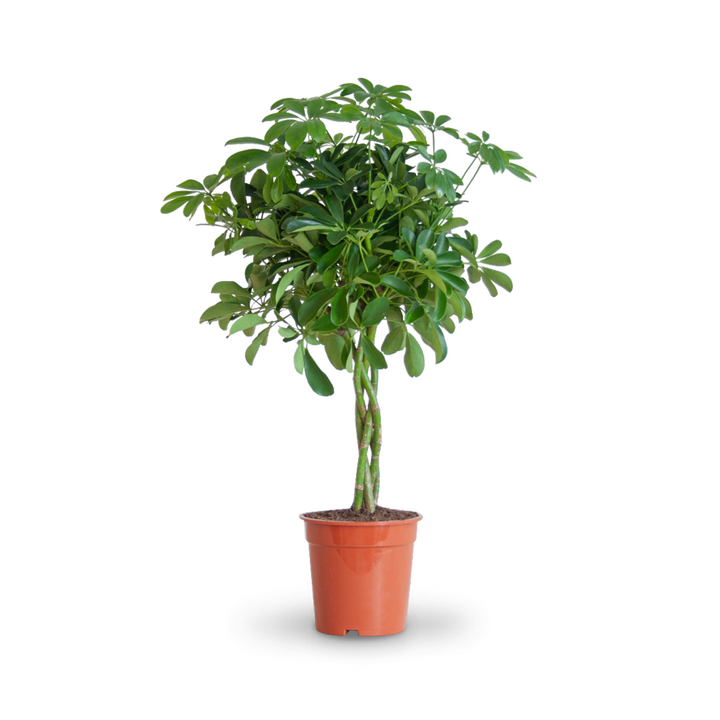 Plantura Strahlenaralie 'Nora'