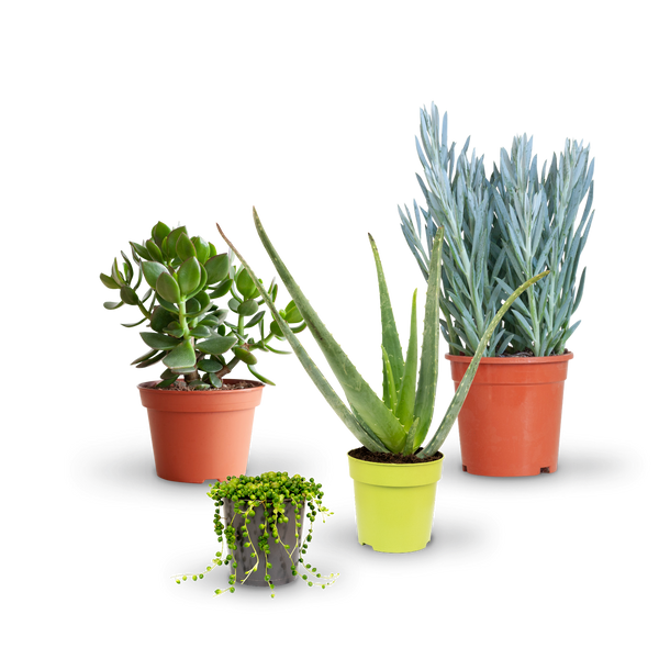Sukkulente Zimmerpflanzen (4er Set) kaufen - Plantura Shop | Kunstpflanzen