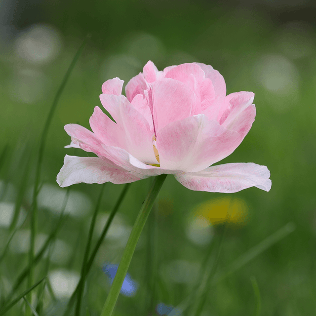 Tulpenzwiebeln