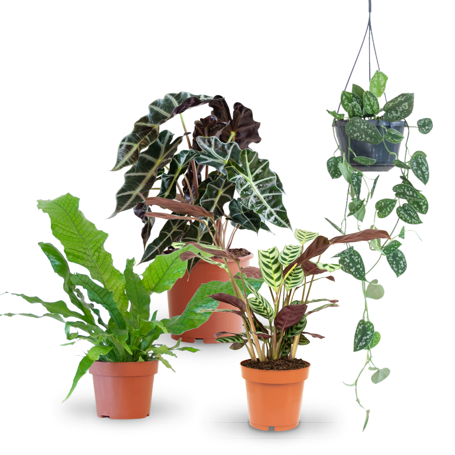 Blattschmuck-Zimmerpflanzen (4er Set)