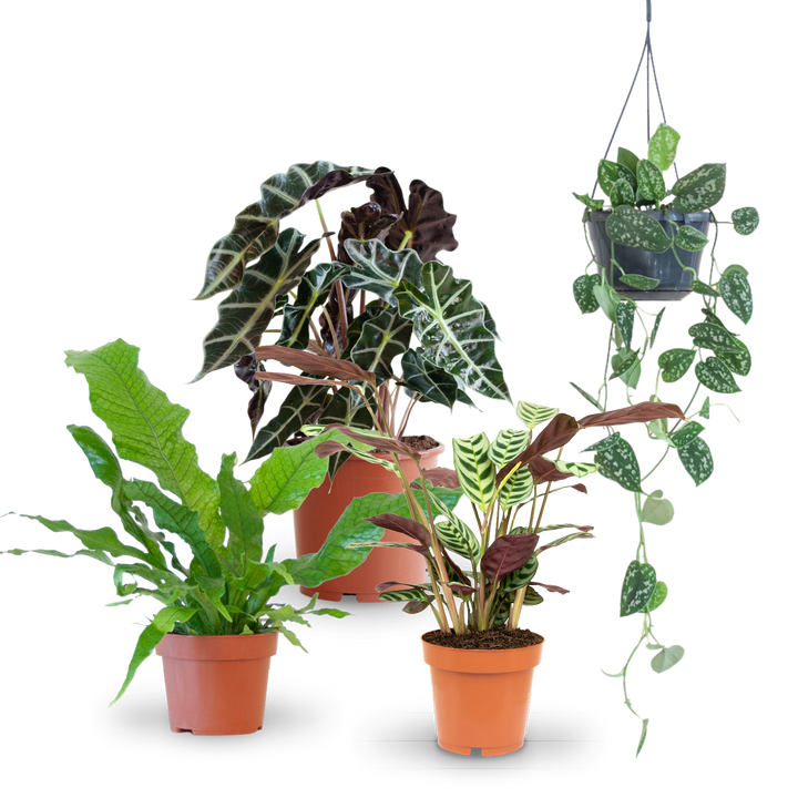 Plantura Blattschmuck-Zimmerpflanzen im Set