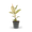 Plantura Weißbunter Gummibaum 'Tineke'