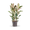 Plantura Weißbunter Gummibaum 'Tineke' XXL-Größe