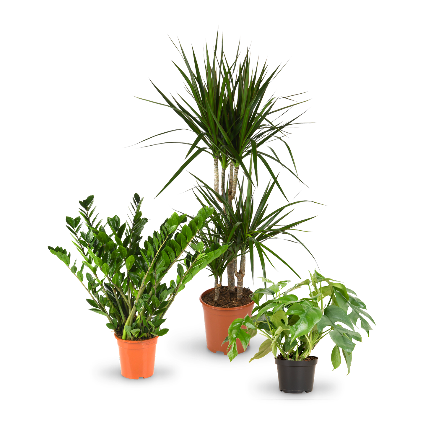 plantura-zimmerpflanzen-fuer-wenig-licht