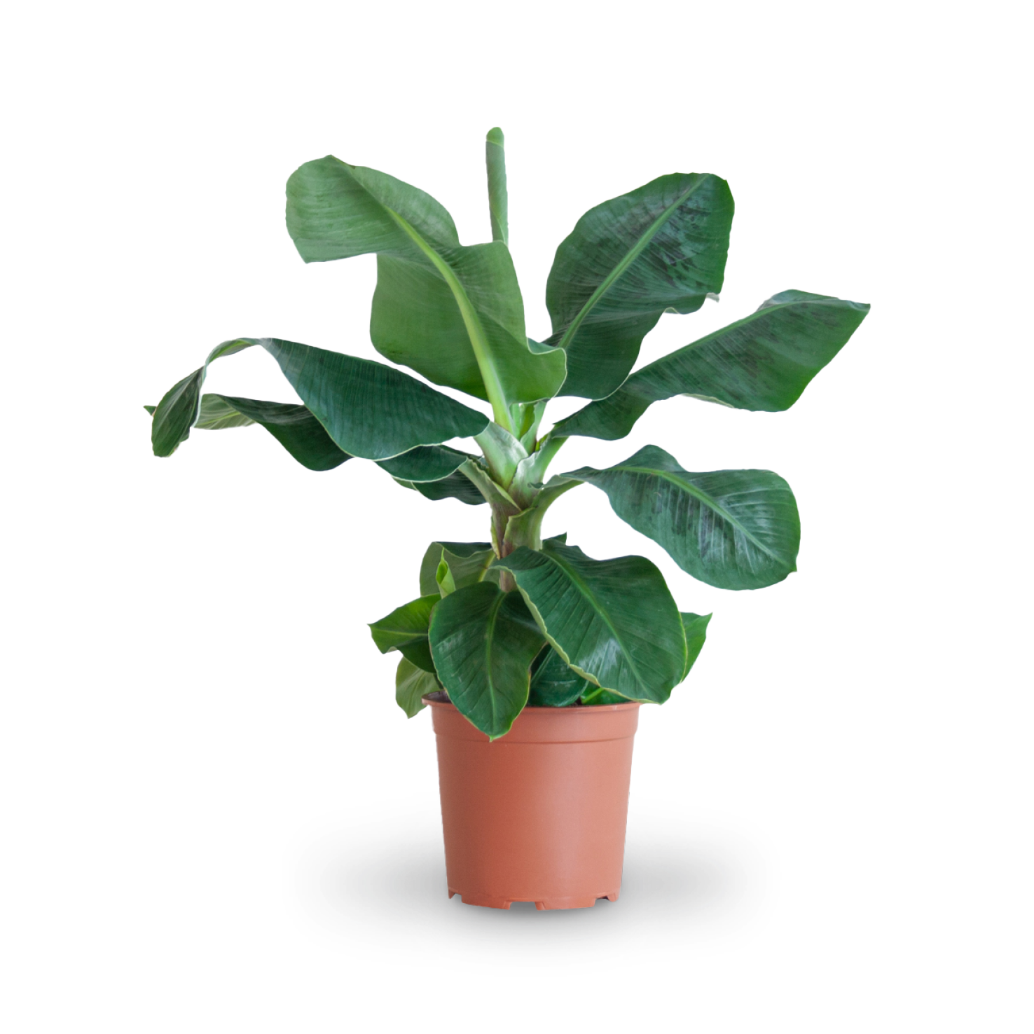 Plantura Zwerg-Essbanane 'Dwarf Cavendish'