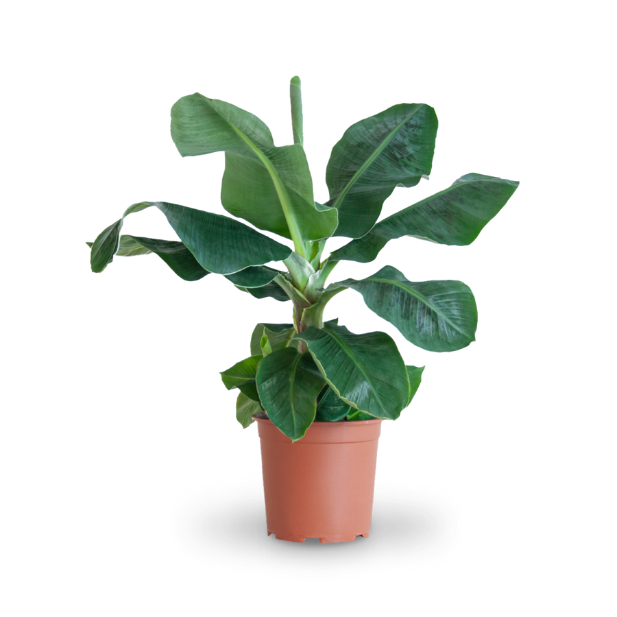 Plantura Zwerg-Essbanane 'Dwarf Cavendish'