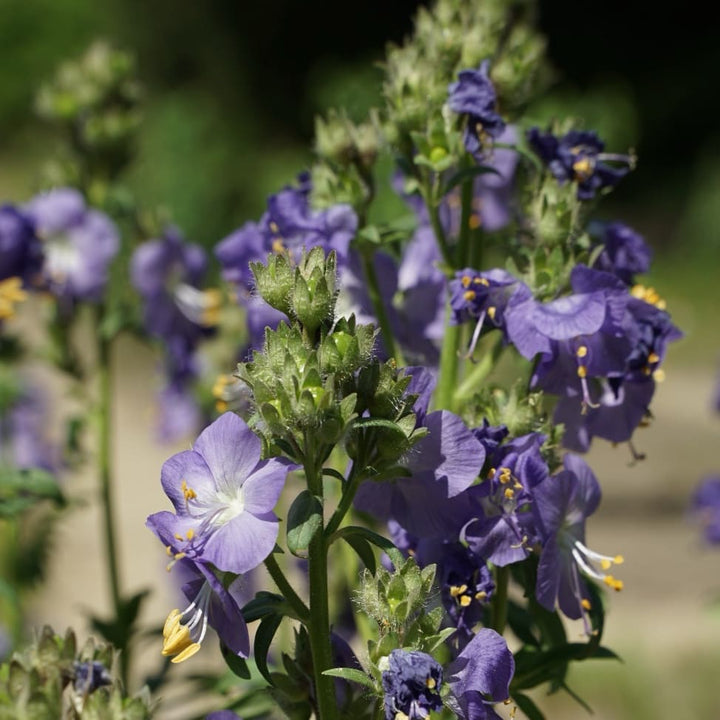 Polemonium caeruleum