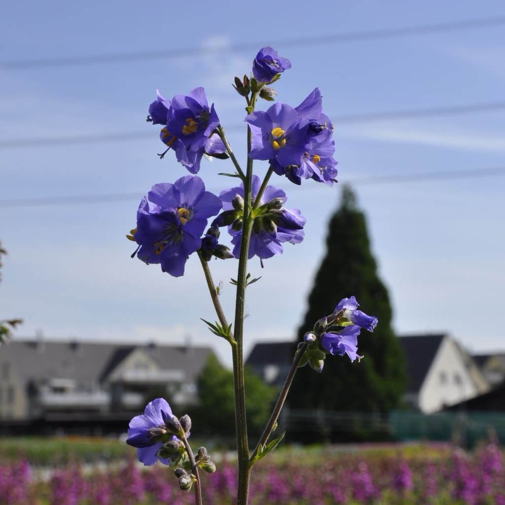 Polemonium caeruleum
