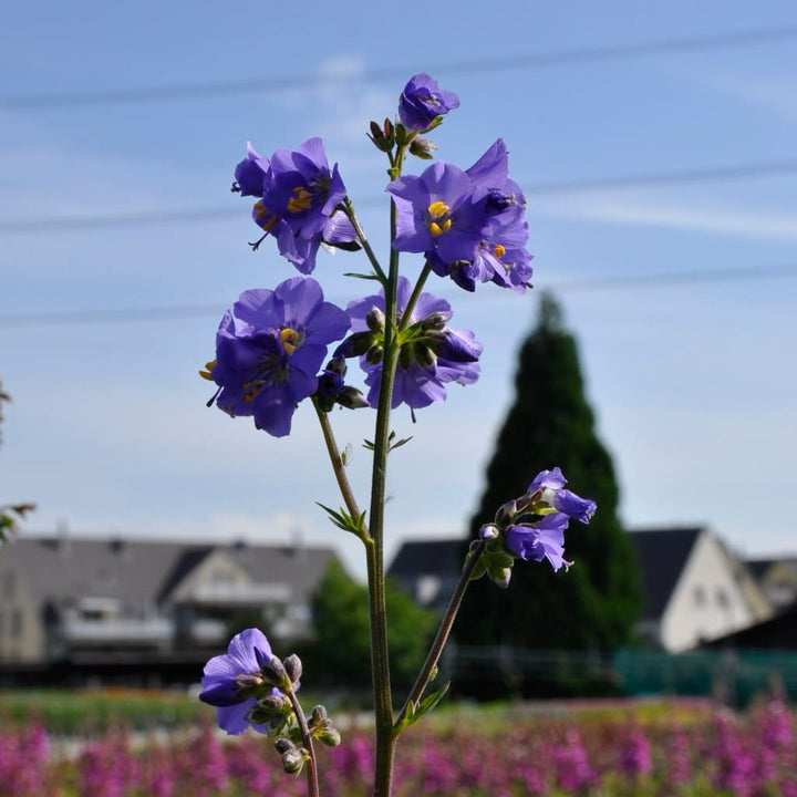 Polemonium caeruleum