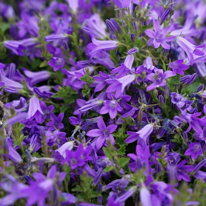 Polster-Glockenblume 'Clockwise' Violett