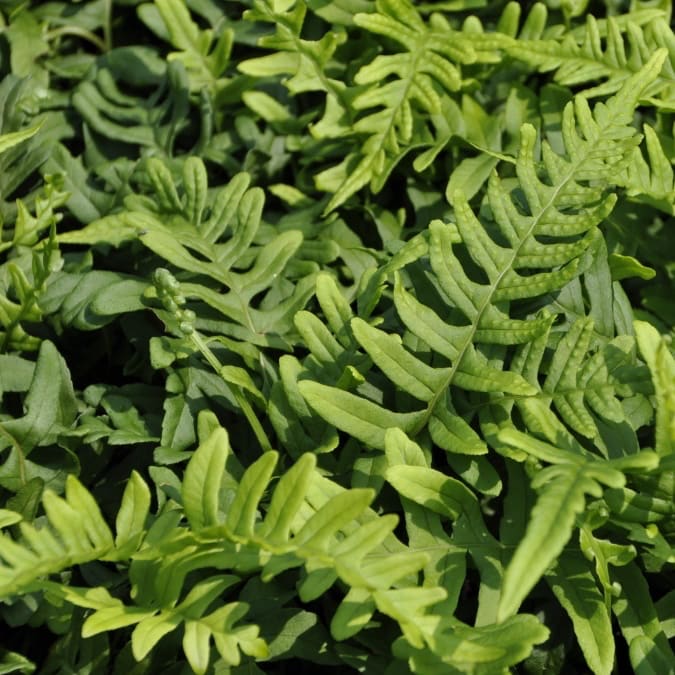 Polypodium vulgare