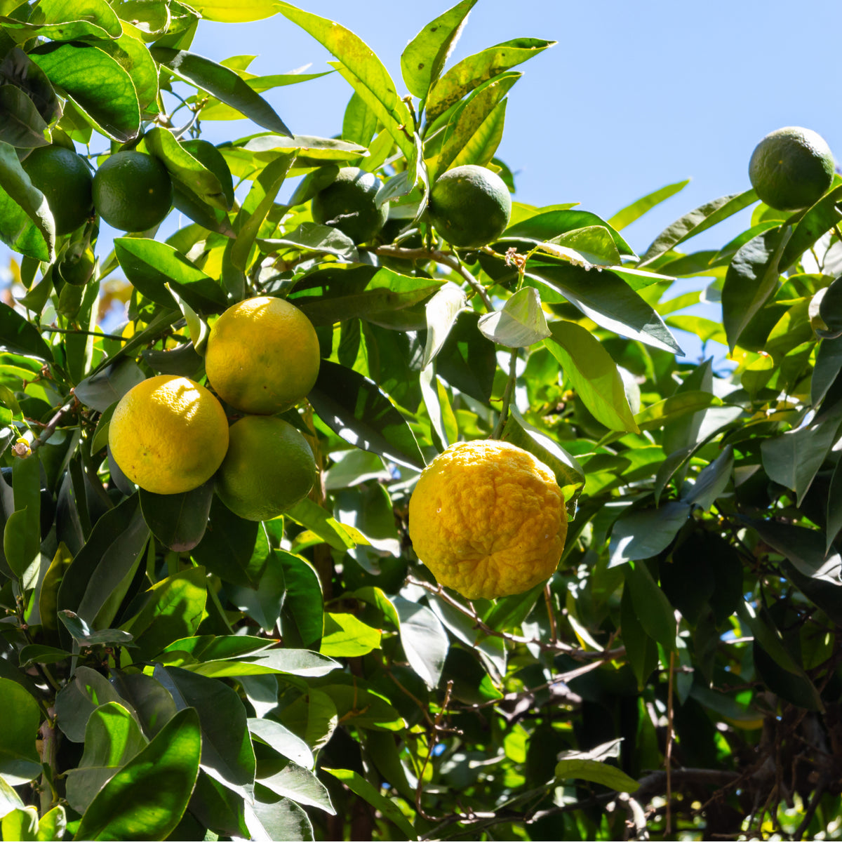 Poncirus trifoliata 'Passauer Goldpomeranze' Früchte