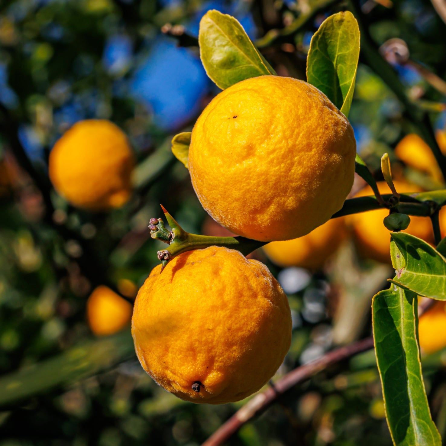 Poncirus trifoliata 'Passauer Goldpomeranze'