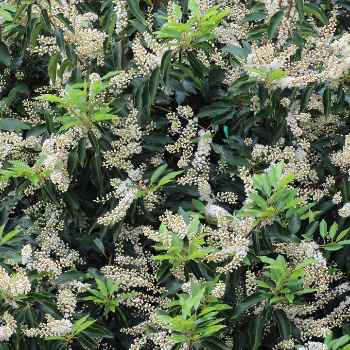 Blüten der Portugiesischen Lorbeerkirsche 'Angustifolia'