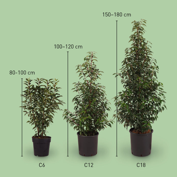 Größe der Portugiesischen Lorbeerkirsche 'Angustifolia'