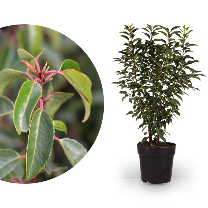 Portugiesische Lorbeerkirsche 'Angustifolia'