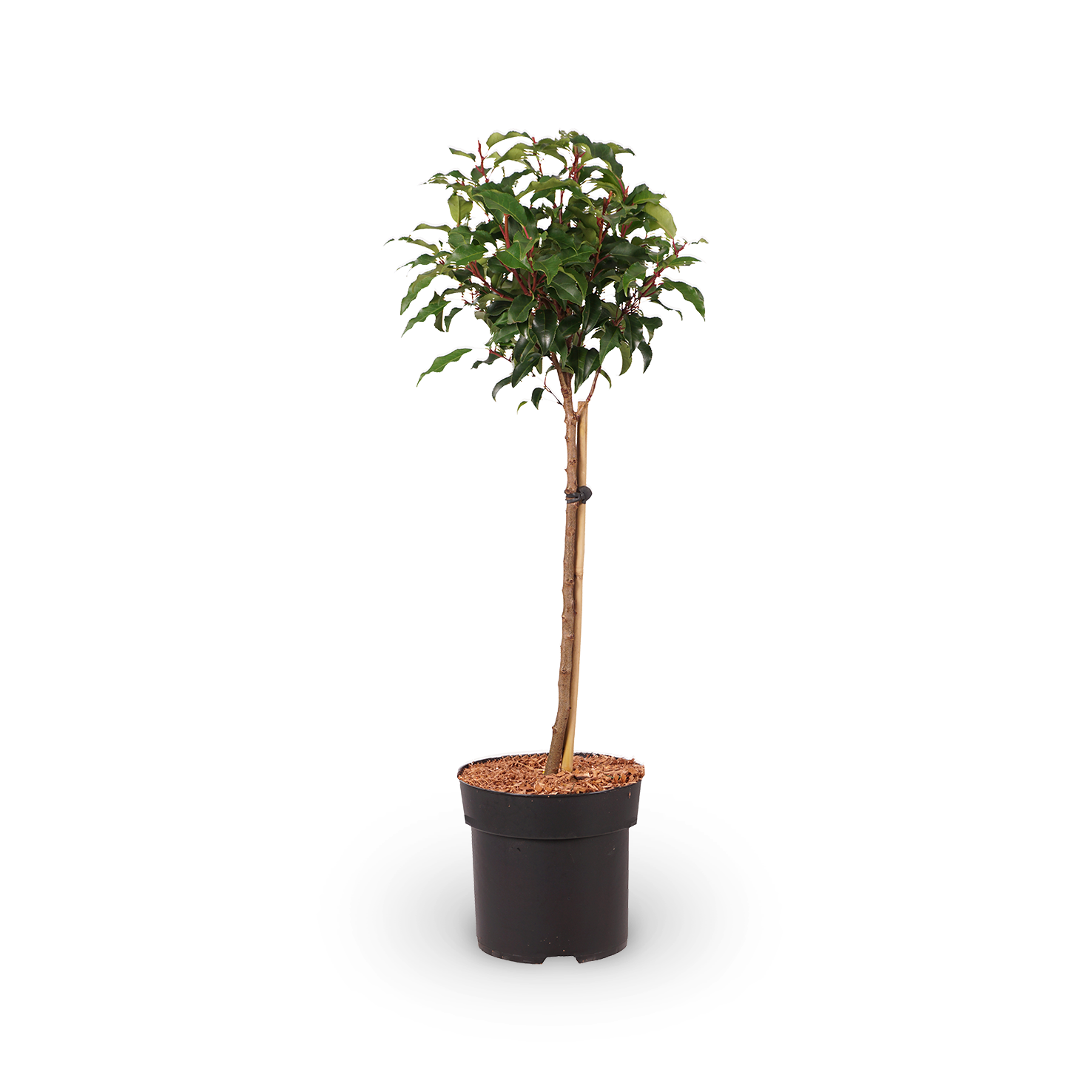 Portugiesische Lorbeerkirsche 'Brenelia'®