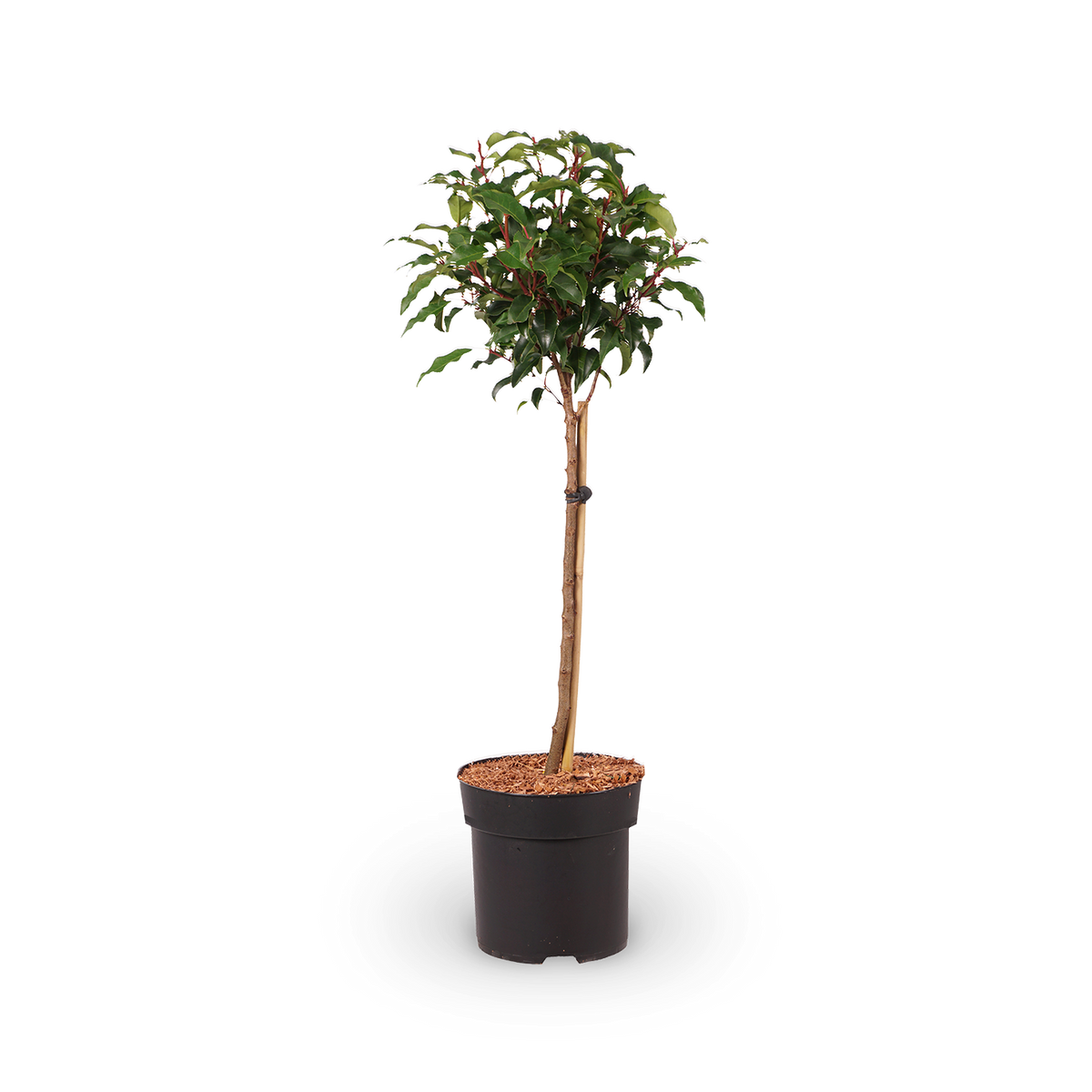 Portugiesische Lorbeerkirsche 'Brenelia'®