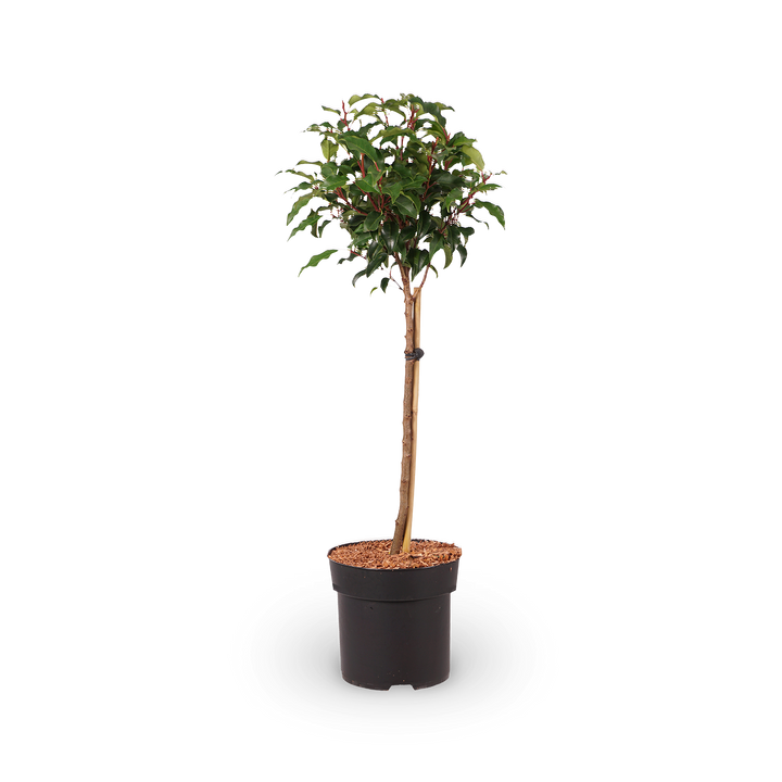 Portugiesische Lorbeerkirsche 'Brenelia'®
