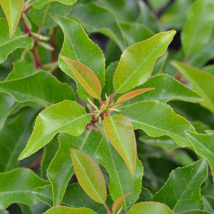 Portugiesische Lorbeerkirsche 'Brenelia'®