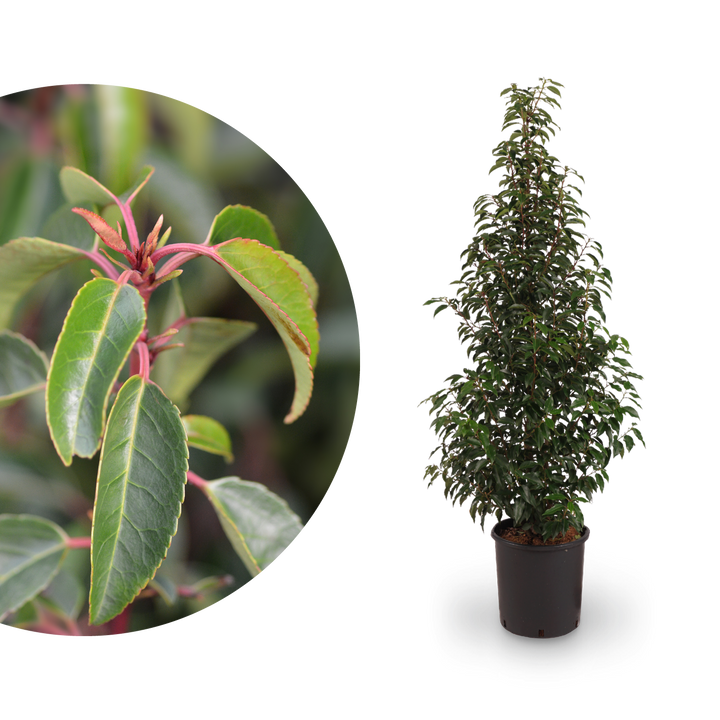 Portugiesischer Kirschlorbeer 'Angustifolia' im Topf