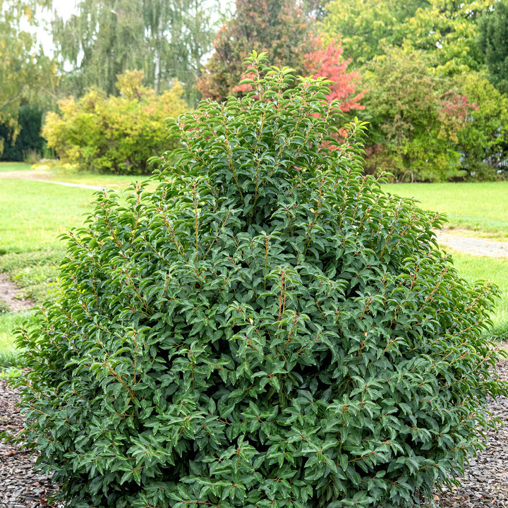 Strauch Portugiesischer Kirschlorbeer 'Angustifolia'