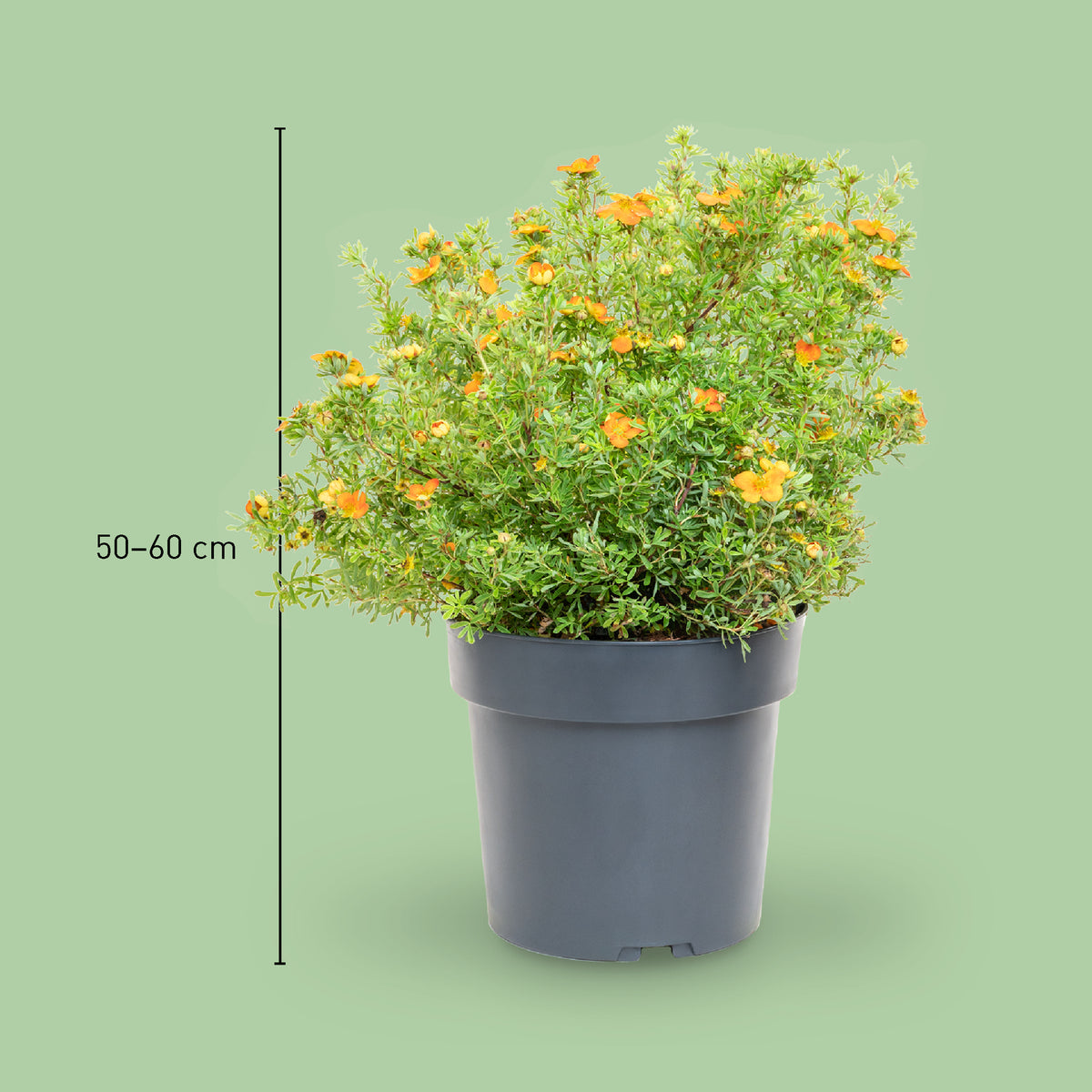 Größe der Potentilla 'Bella Sol'®
