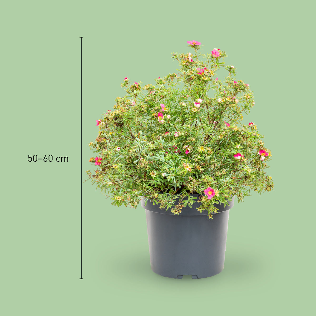 Größe der Potentilla 'Bellissima'®