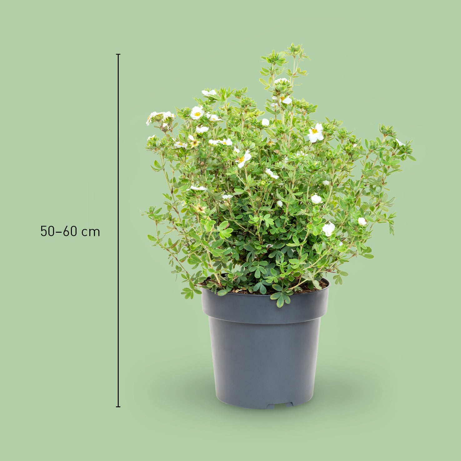 Größe der Potentilla 'Creme Brulee'®