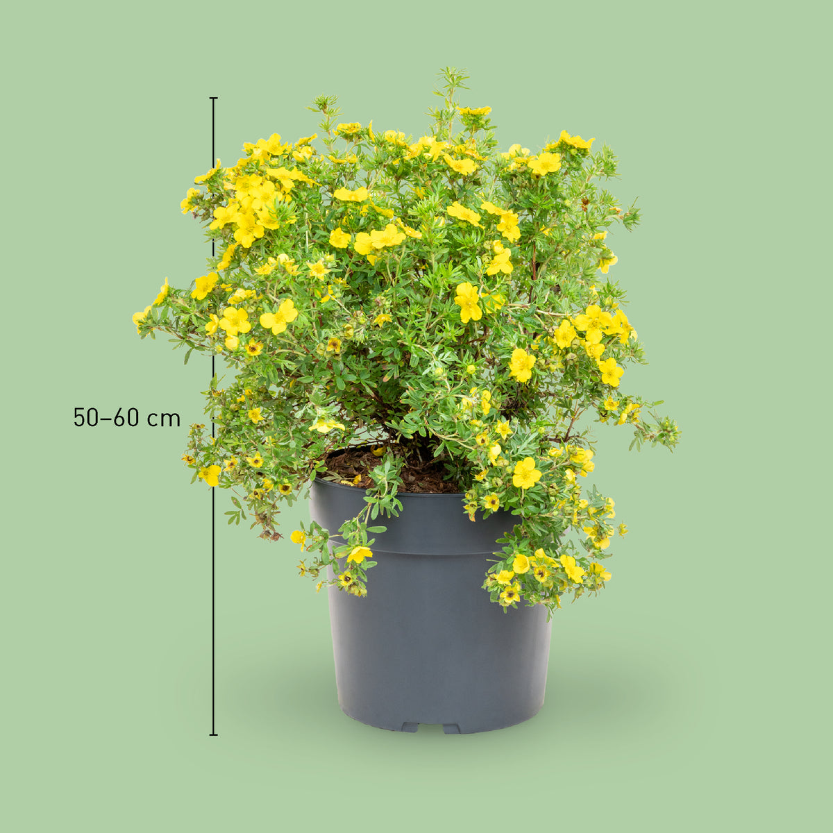 Größe der Potentilla 'Dakota Sunspot'®