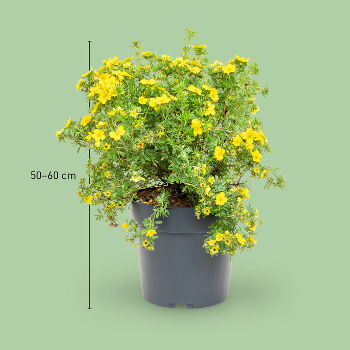 Größe der Potentilla 'Dakota Sunspot'®