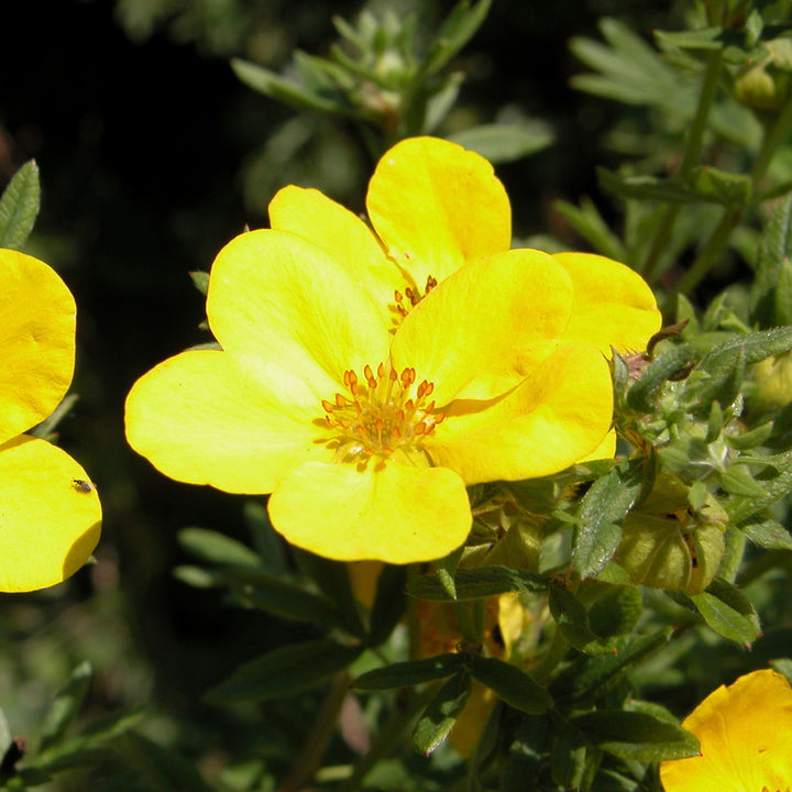 Potentilla fruticosa 'Kobold'