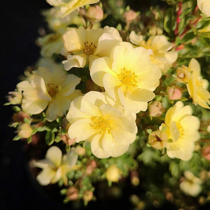 Potentilla fruticosa 'Lemon Meringue'®