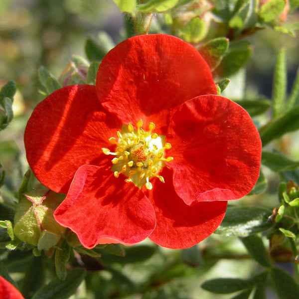 Potentilla fruticosa 'Red Ace'