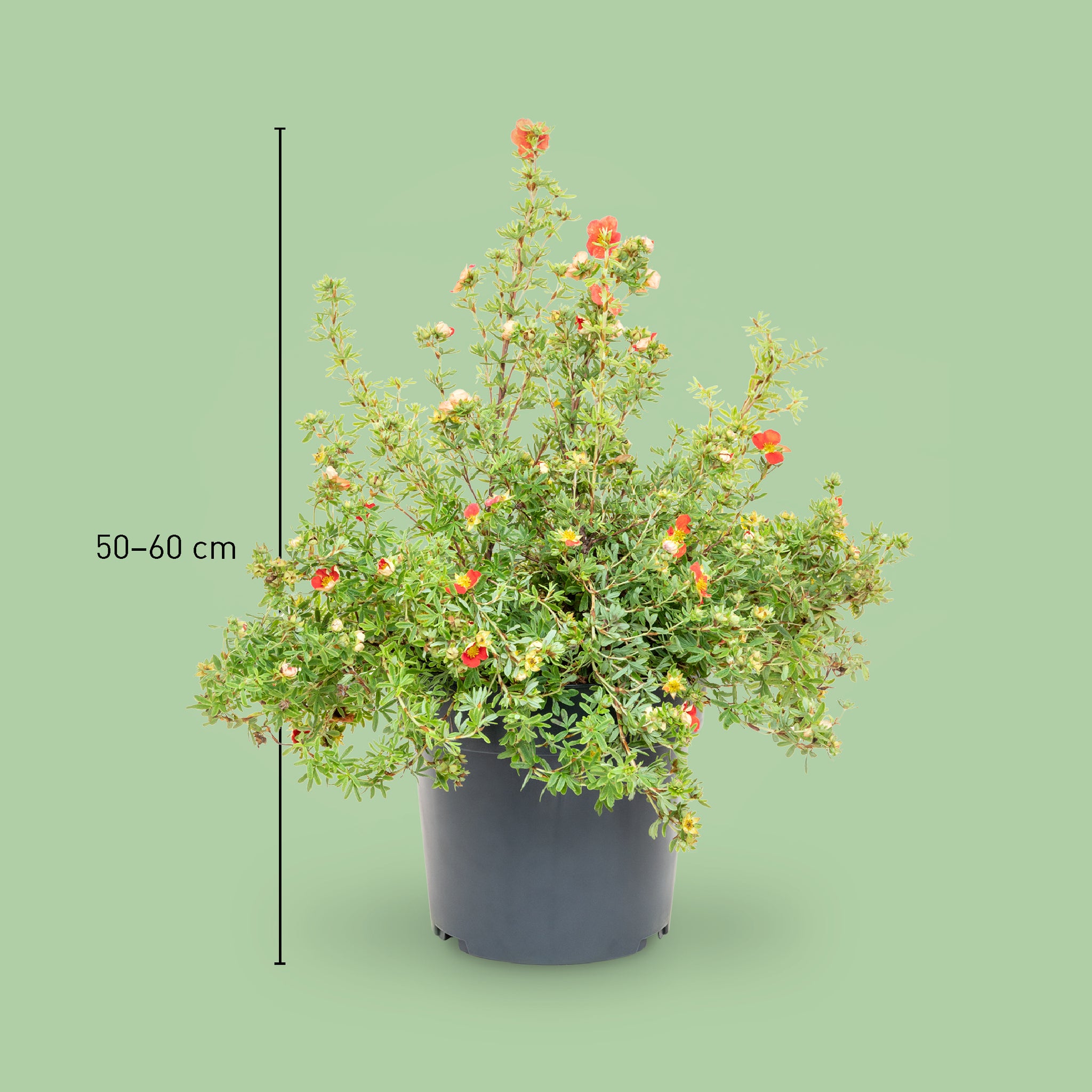 Größe der Potentilla 'Red Lady'®
