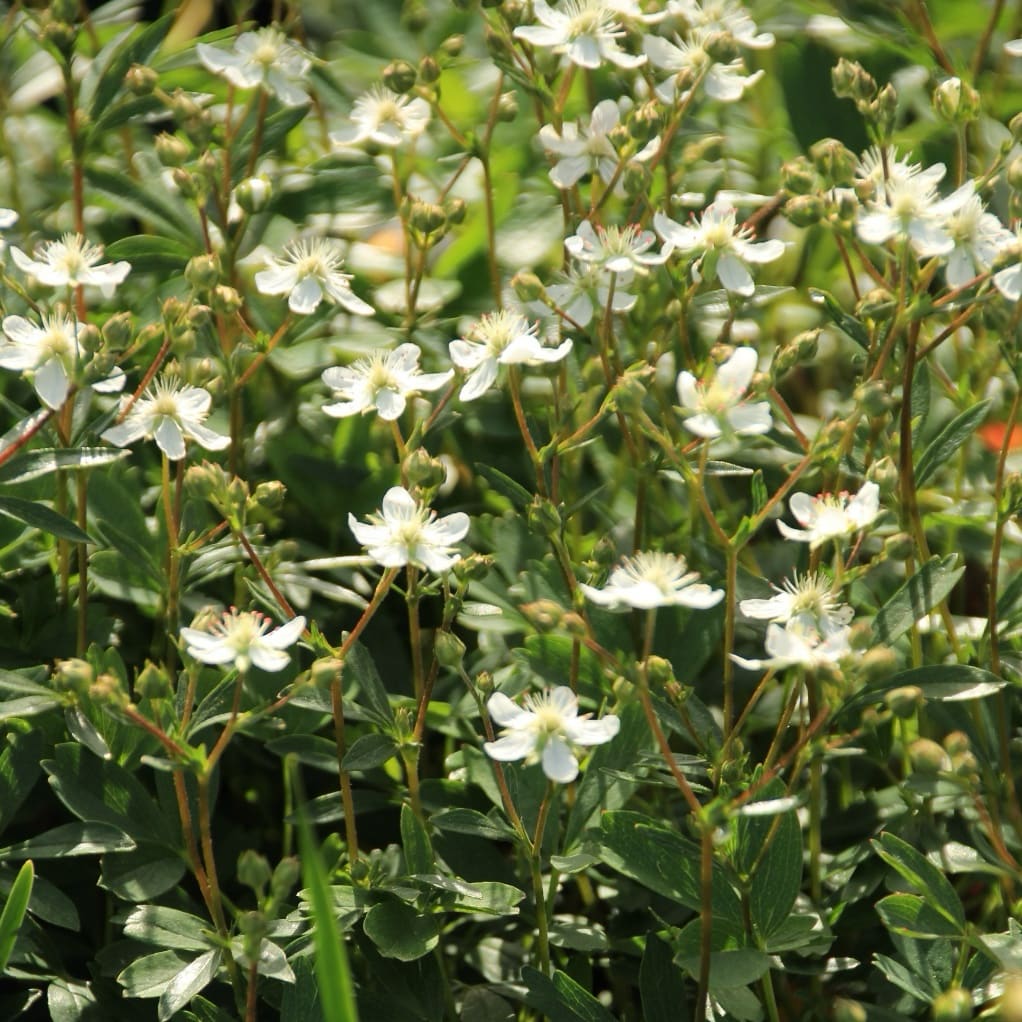 Potentilla tridentata 'Nuuk'