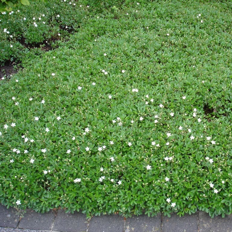 Potentilla tridentata 'Nuuk'