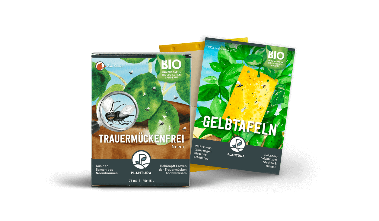 Das unschlagbare Paar gegen Trauermücken