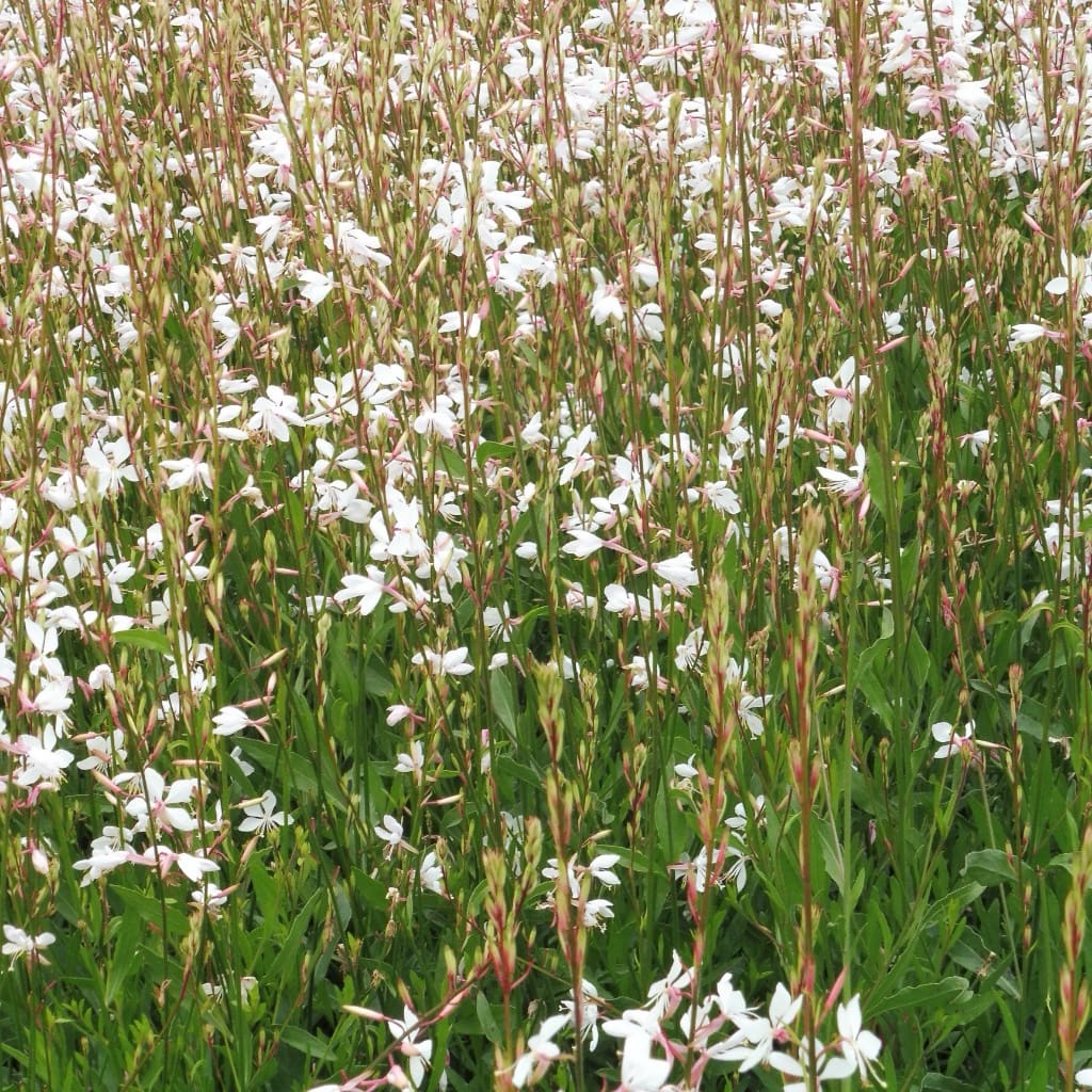 Prachtkerze 'Whirling Butterflies' Weiß