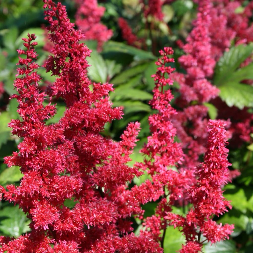 Prachtspiere 'Fanal' Rot