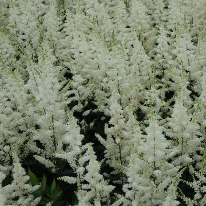 Prachtspiere 'Happy Spirit'® Weiß