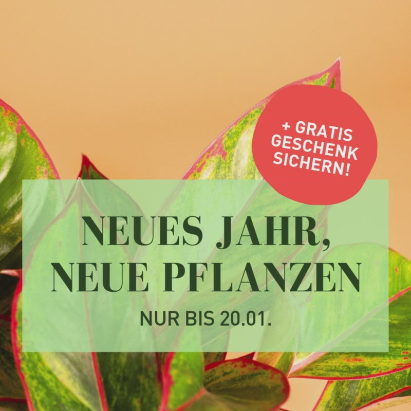 Zimmerpflanzen Aktion mit Gratis Geschenk