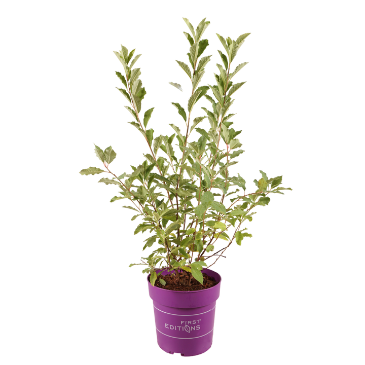 Prunkspiere 'Lotus Moon'