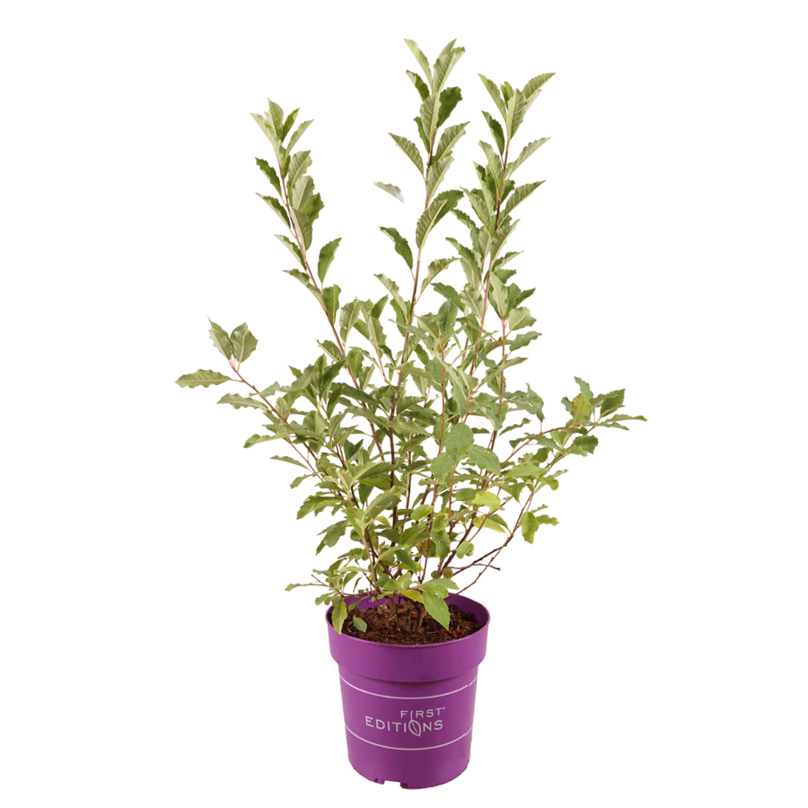 Prunkspiere 'Lotus Moon'