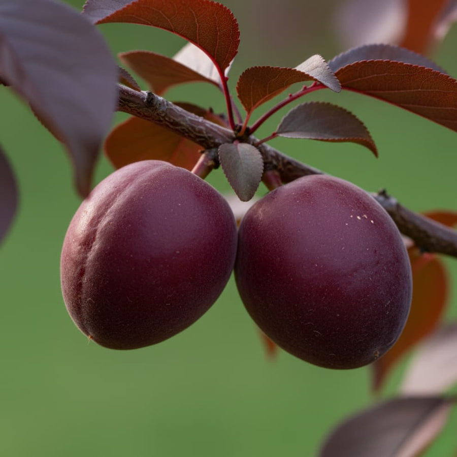 Prunus armeniaca 'Johannes'