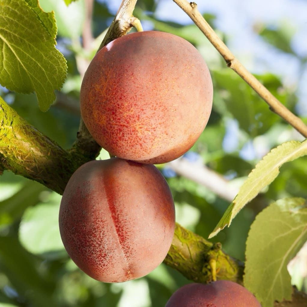 Prunus armeniaca 'Ungarische Beste'