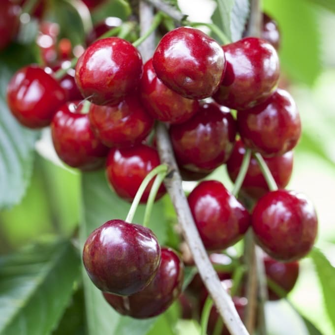 Prunus avium 'Burlat'