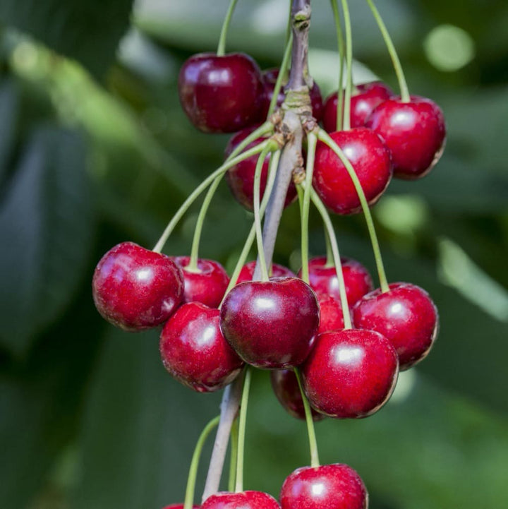 Prunus avium 'Hedelfinger Riesenkirsche'